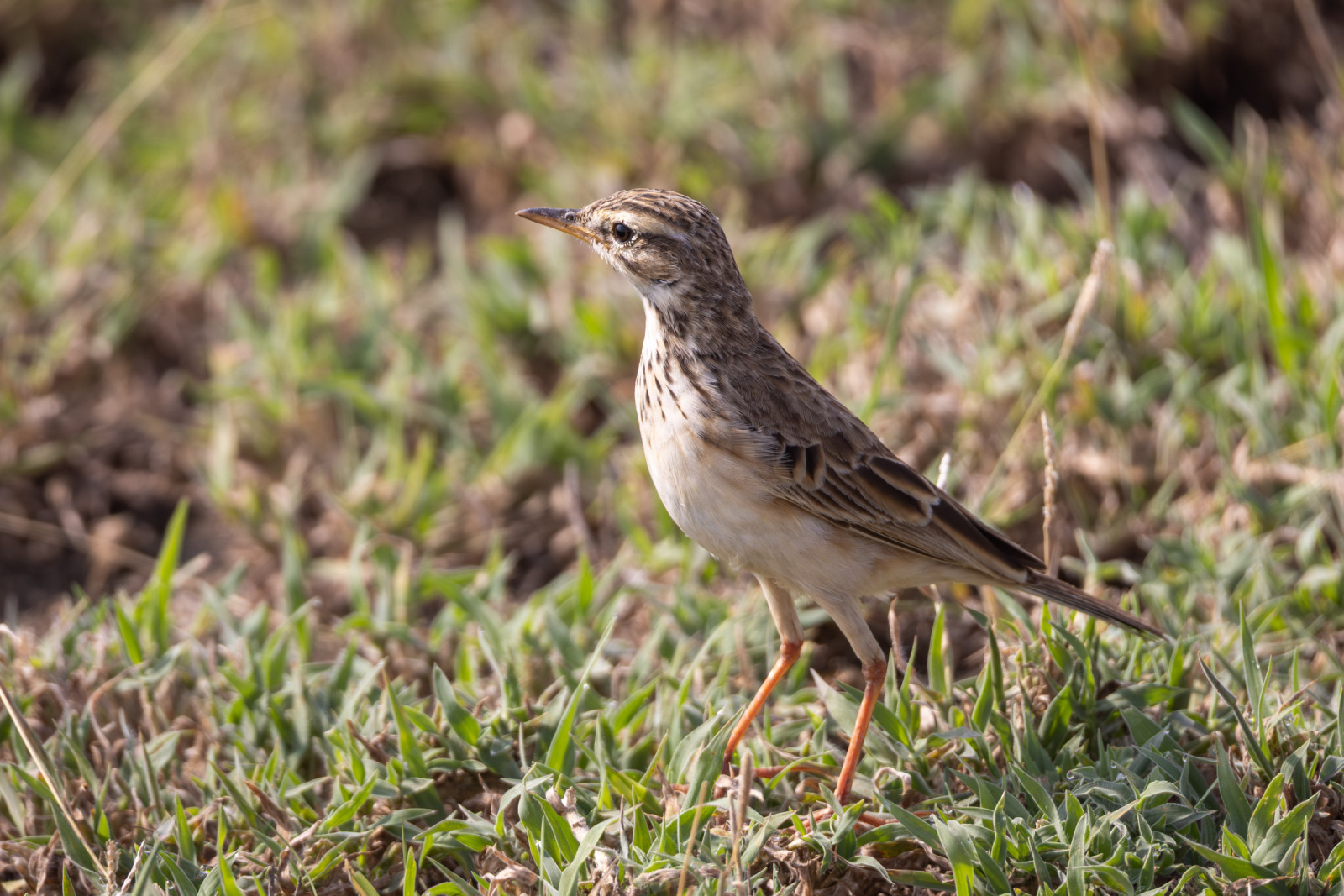 image African Pipit